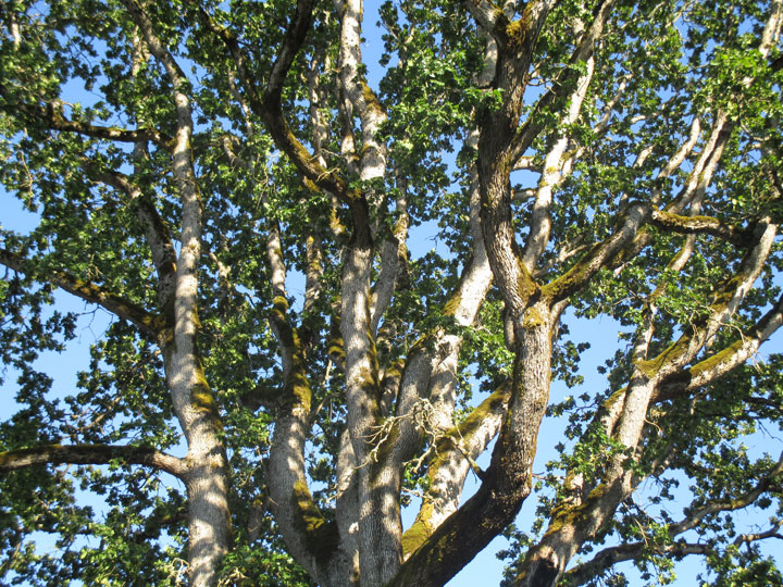oak tree canopy