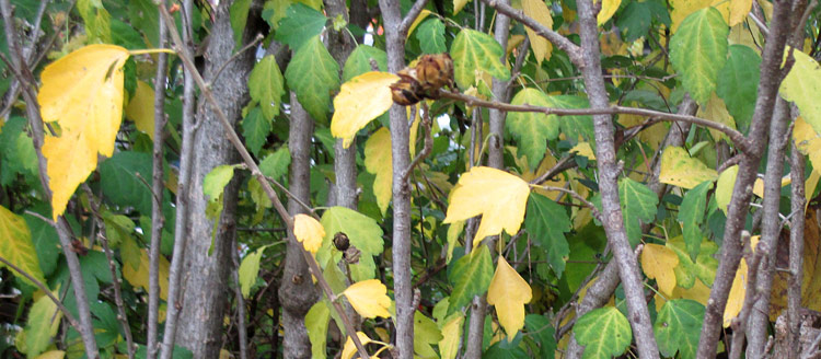 yellow and green leaves