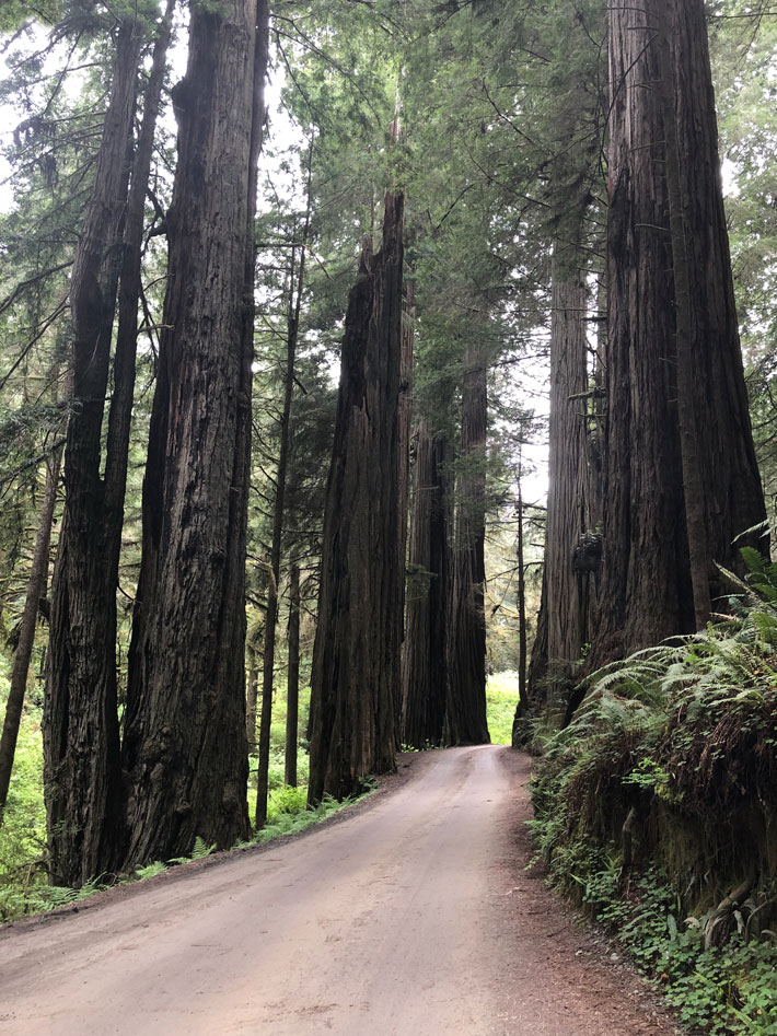 road with strong trees