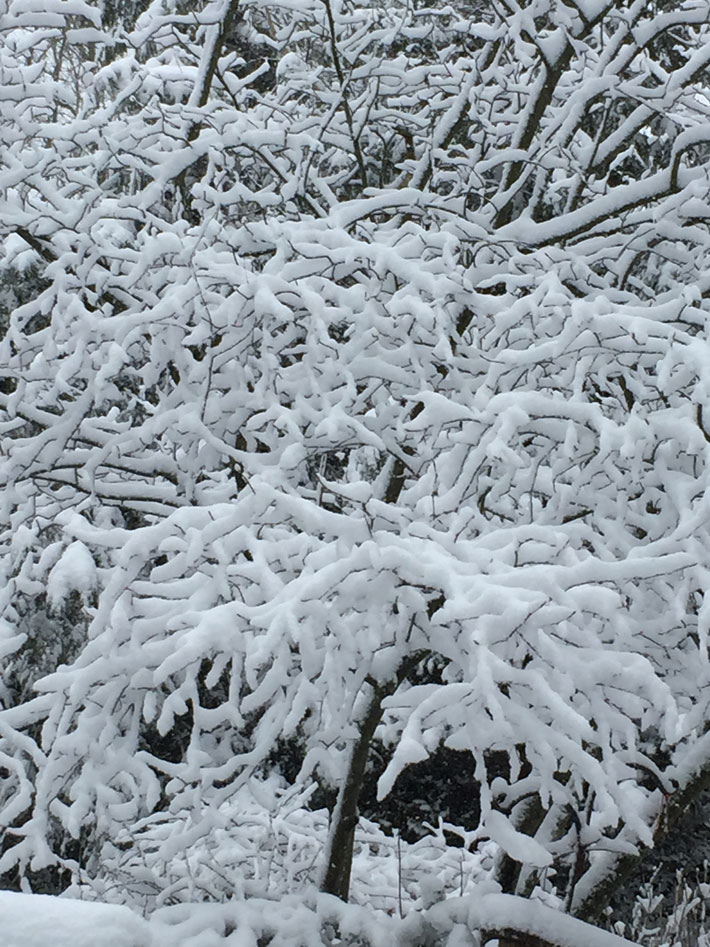 snow on branches